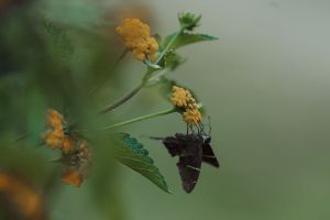 Paisagismo e natureza